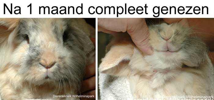1 maand later is alles genezen